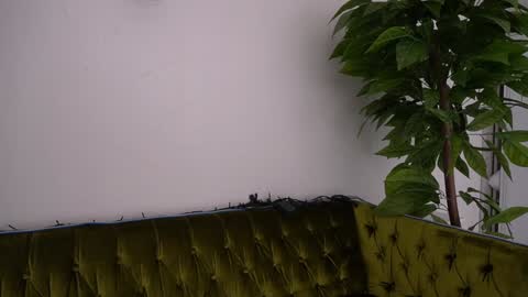 Danielle online show from 01-11-25, 06:33