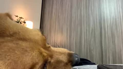 Isa online show from 10-07-25, 01:47