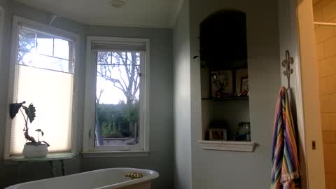 janicepepper online show from 03-02-25, 12:53