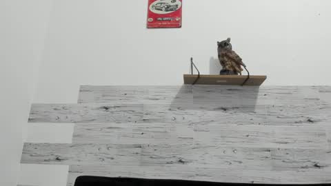 Jaycreedd online show from 02-22-25, 03:23