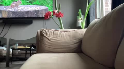 Snapshot of joshperrygoon chatting on 12-14-24, 04:31 joshperrygoon online show from 12-14-24, 04:31