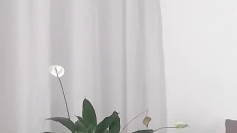 Help me with rate thanks  online show from 02-19-25, 05:38