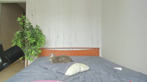 Snapshot of kelly_gerzikaaa chatting on 04-06-26, 04:46 kelly_gerzikaaa online show from 04-06-26, 04:46