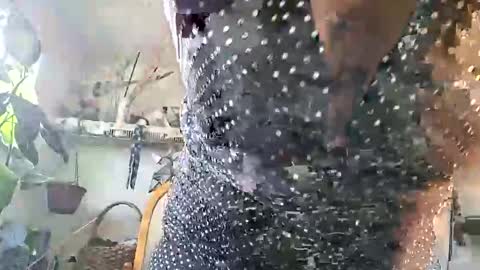 lacybell online show from 02-25-26, 03:43