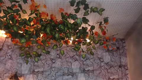 Lancelot Benwick online show from 01-07-25, 01:38