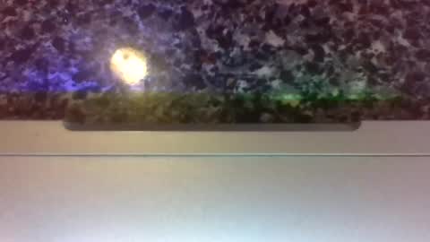 Lapuzzycat201923 online show from 01-14-25, 02:43