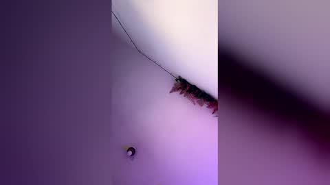 Snapshot of latin_bigcock21cm chatting on 03-04-26, 07:58 latin_bigcock21cm online show from 03-04-26, 07:58