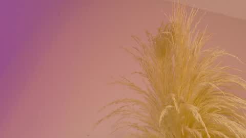 Liiam Luna online show from 04-25-26, 11:02