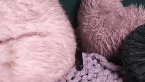 Lire online show from 10-02-25, 04:52