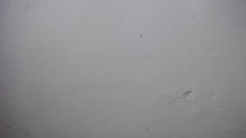 Snapshot of lisa_branch chatting on 11-28-25, 10:07 lisa_branch online show from 11-28-25, 10:07