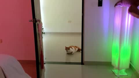 luara__01__lecat_1 online show from 02-16-26, 09:22