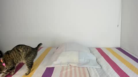 Snapshot of malucam_06 chatting on 11-13-25, 11:14 instagram nueela online show from 11-13-25, 11:14