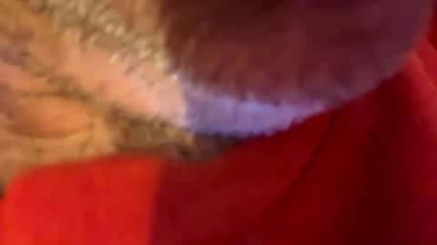 maverick7000 online show from 10-31-25, 08:59