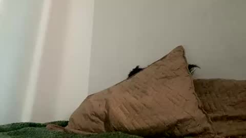 meganharry online show from 07-28-26, 02:57
