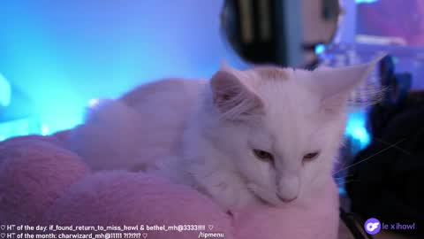 Lexi Bitch Tits Baked Goldfish Howl Miss Zero Remeber The First online show from 01-11-25, 09:15