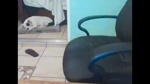 mobiledui online show from 02-16-25, 09:37