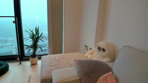 Gigi Chu  online show from 02-15-25, 08:44