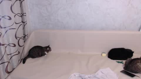 Olivia online show from 11-03-25, 04:25