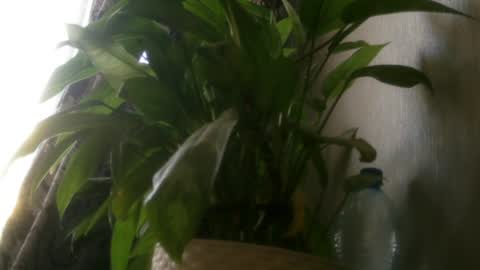 Snapshot of pamela_passion chatting on 07-20-26, 11:23 pamela_passion online show from 07-20-26, 11:23