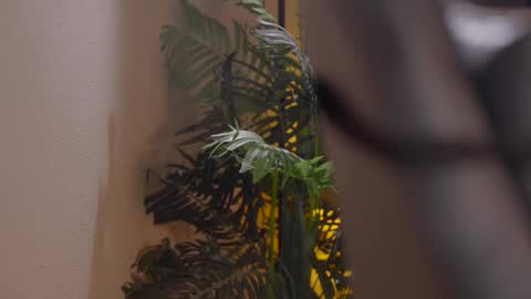 Patricia online show from 12-01-25, 06:02