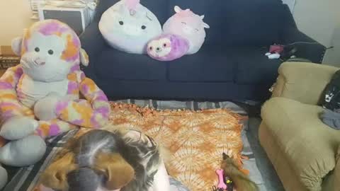 puppygirllovestobeg online show from 06-21-26, 07:22