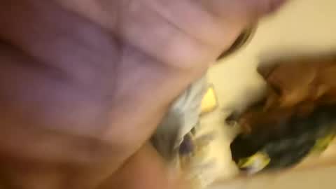 pussylike696969 online show from 12-06-24, 09:21