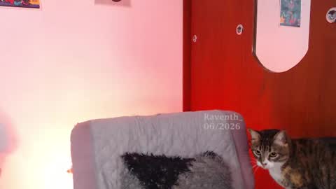 raventh_ online show from 07-02-26, 05:57