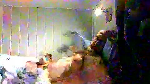 real_viking1 online show from 12-17-25, 07:58