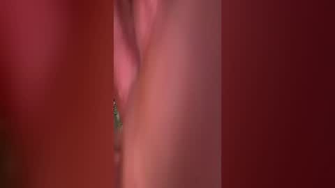 rippedyachancho online show from 06-15-26, 12:02