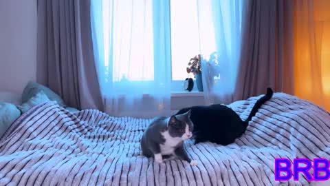   DianaBrite            fansl y online show from 01-09-26, 11:57