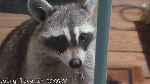 Ryan aka KeylimeRy online show from 11-19-25, 08:03