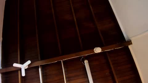 Alejandra  online show from 10-24-25, 10:00