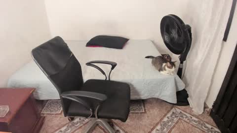 Julius Novachrono  online show from 01-02-25, 11:38