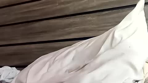 Snapshot of saucybear666 chatting on 01-24-25, 06:46 SnowBunny online show from 01-24-25, 06:46