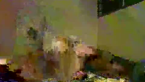 savagetonguee online show from 12-05-25, 08:05