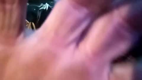 Snapshot of sharoc666 chatting on 02-25-25, 12:55 Shamroc online show from 02-25-25, 12:55