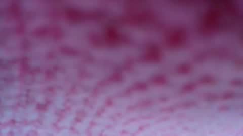 shelsyzevee_ online show from 10-23-25, 04:50