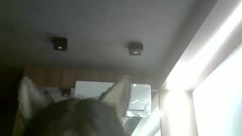 skinnykittencam online show from 02-01-26, 04:00