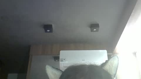 Snapshot of skinnykittencam chatting on 05-16-26, 10:36 skinnykittencam online show from 05-16-26, 10:36