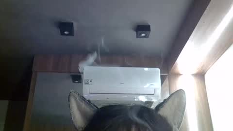 Snapshot of skinnykittencam chatting on 05-20-26, 02:45 skinnykittencam online show from 05-20-26, 02:45