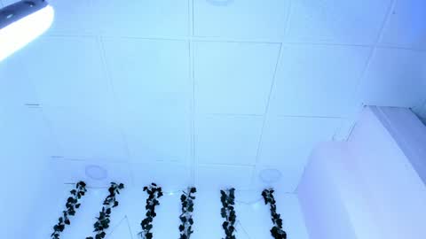 Snapshot of sophiehill_gh chatting on 01-31-25, 01:11 SOPH  online show from 01-31-25, 01:11