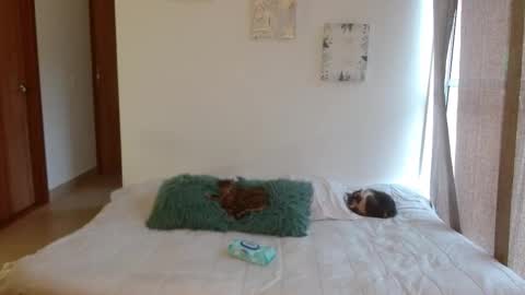      online show from 02-28-26, 08:43