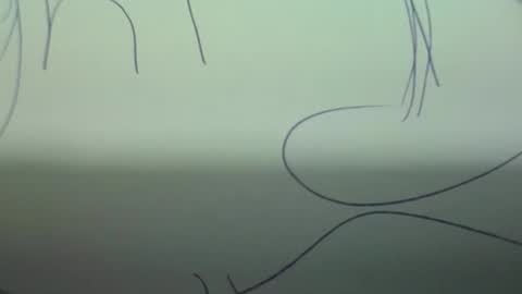 Scottietee online show from 03-02-26, 05:08