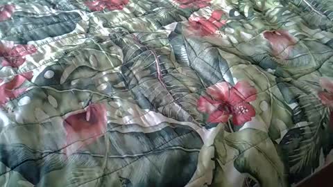 Snapshot of stel7621 chatting on 02-23-25, 03:40 Rocco-load online show from 02-23-25, 03:40