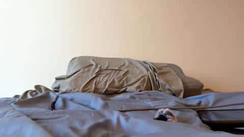 Zeppelin man online show from 03-24-26, 03:17