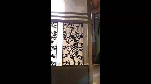 syevecrl online show from 02-11-26, 01:54