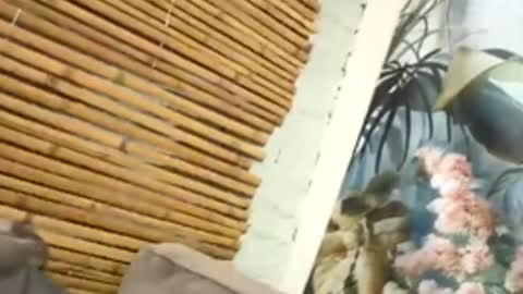 Snapshot of tacovegan4 chatting on 12-05-25, 05:20 tacovegan4 online show from 12-05-25, 05:20