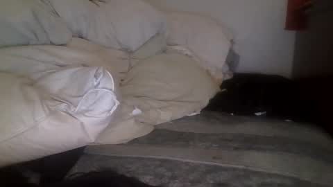 tellias online show from 09-15-25, 10:37