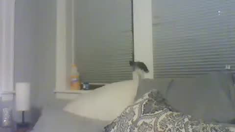 Snapshot of tsamberwhite007 chatting on 02-10-26, 10:30 Amber White online show from 02-10-26, 10:30