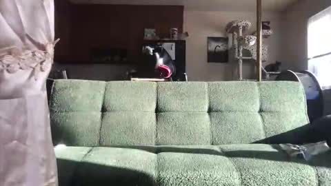 Snapshot of venustheflytrap chatting on 05-21-26, 11:23 venustheflytrap online show from 05-21-26, 11:23